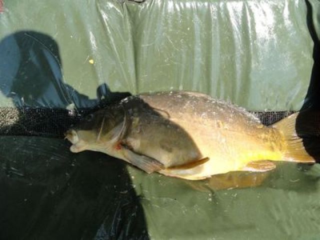 1207_11,8kg.JPG