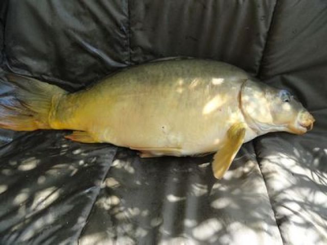 1409_7kg.JPG