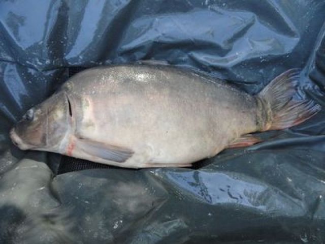0309_13,4kg.JPG