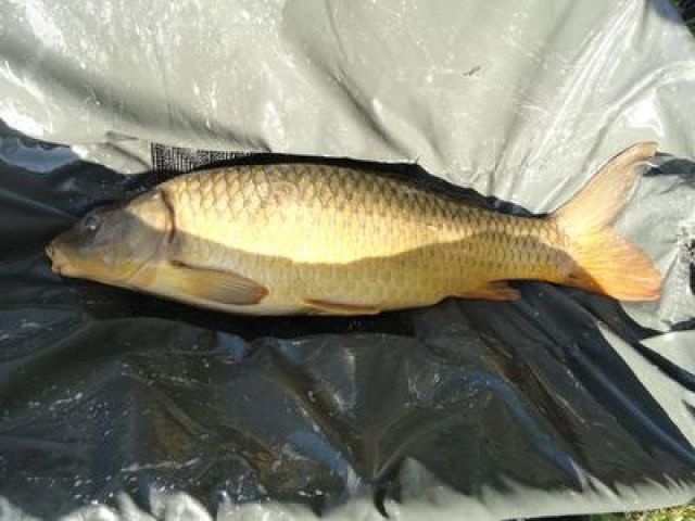 0309_9,2kg.JPG