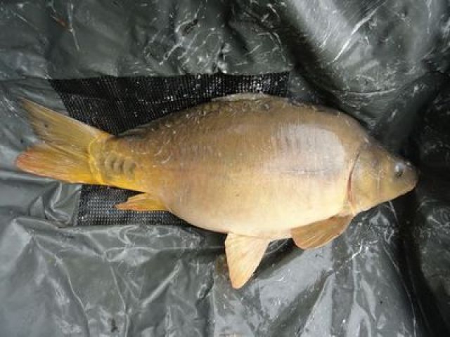 1408_8,8kg.JPG