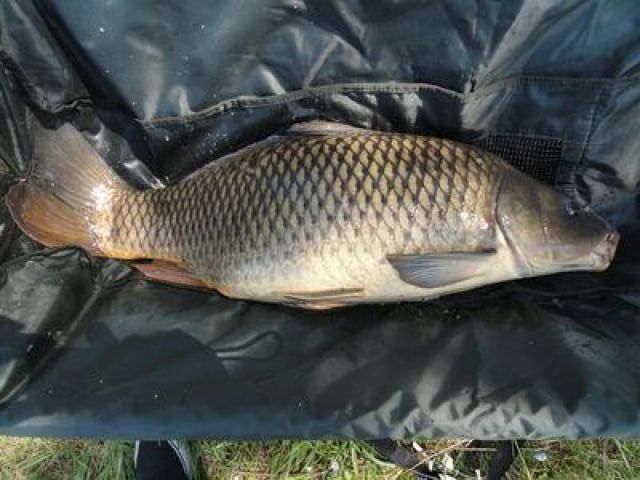 1607_17,1kg.JPG