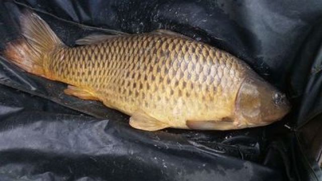 1309_18,7kg.jpg