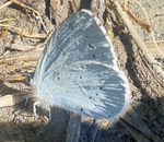 Je reste trs prudent quand  l'espce j'ai prise cette photo au bord du lac  St Vincent de Mercuze car il s'agit d'un papillon prsent sur le site du Marais de Montfort ou il est protg En Isre, la priode de d'observation s’tale de mi- juin  fin aot la photo a tait prise le 28/06/2020