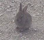 Le Lapin de garenne Oryctolagus cuniculus, est un mammifere de la famille des leporides. Les populations sauvages sont communes en Europe, ce lapin est souvent eleve en semi-liberte, dans de vastes espaces clos appeles des garennes, ce qui lui vaut son nom Le Lapin de garenne est la souche des lapins domestiques, avec de nombreuses races et varietes obtenues par selection, y compris des lapins nains.