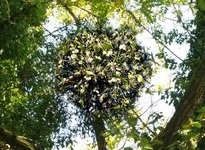 Le Gui (Viscum album) est une plante parasite Le Gui a besoin de chaleur et de lumire pour se dvelopper, c’est pourquoi on le rencontre  la cime des arbres.